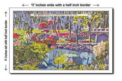 Florida 1940s - An Azalea grove in a beautiful Florida park - 11x17 Poster