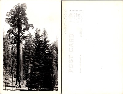 RPPC King Canyon National Park Giant Sequoia Trees Photo Postcard