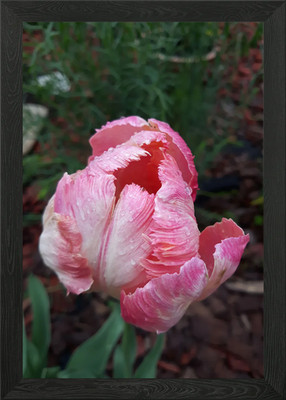 Tulip 1 Framed Wall Art Poster Canvas Print Picture