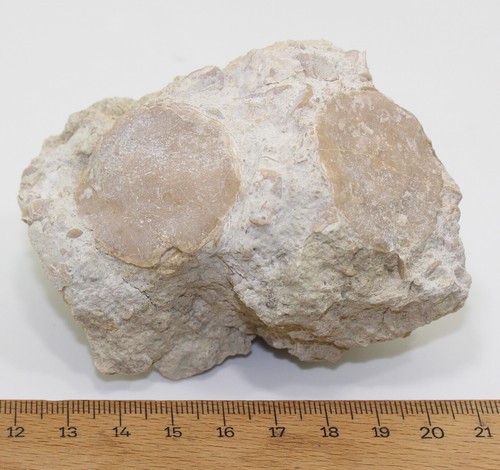 Foraminiferi, Nummulites gizehensis, Terziario, Eocene, Dudar, Ungheria -eb9612 - Foto 5 di 5