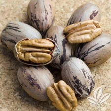 2022 Crop GEORGIA Stuart pecans 10 lbs.