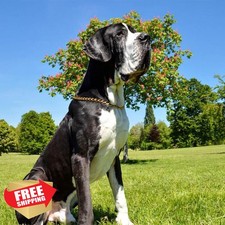 Gold Chain Choke Collar Dog Slip Link Training Martingale XS 12inch Max D2.0mm