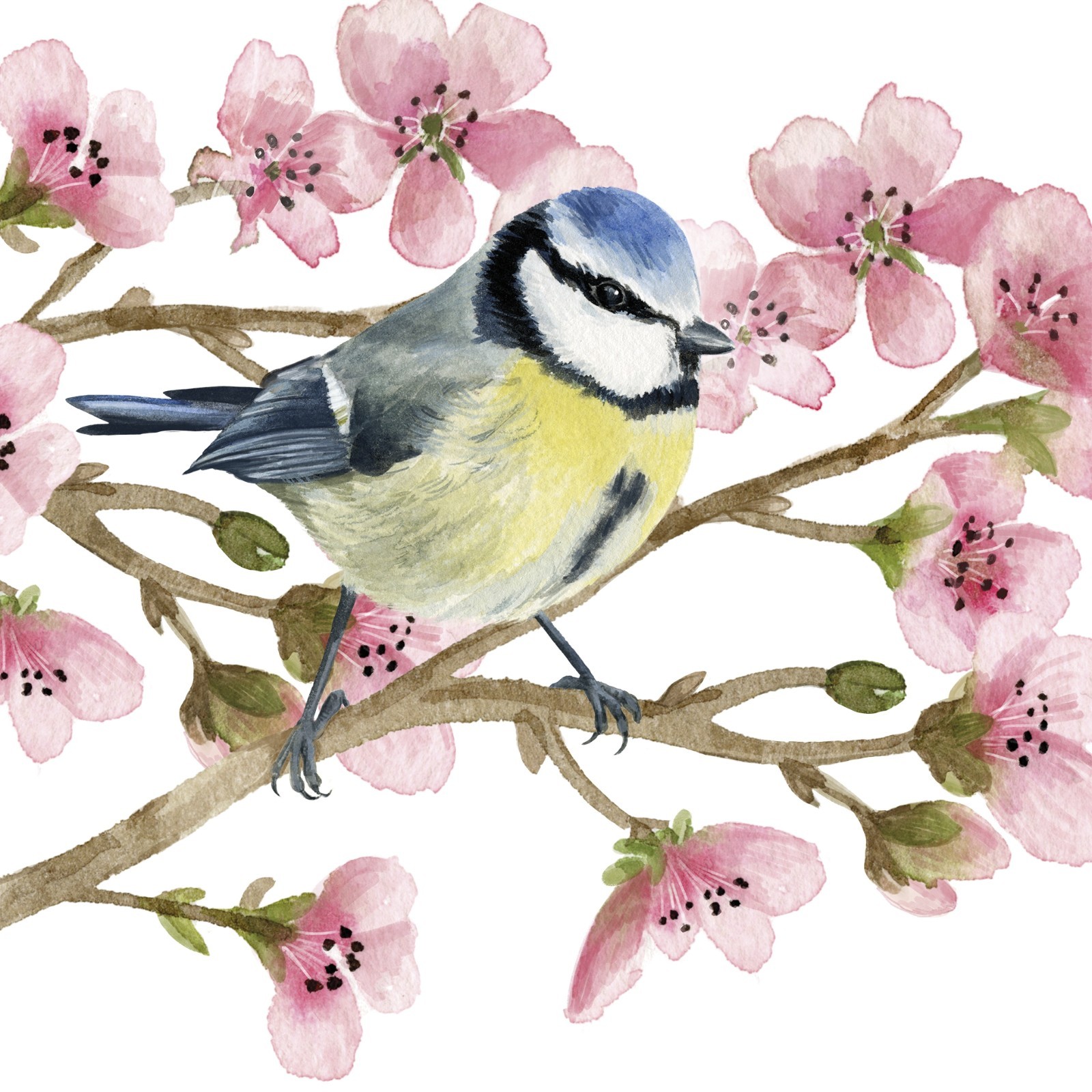 4 x Paper Napkins/33cm/3Ply/Decoupage/Birds/Blue Tit in Cherry Blossom