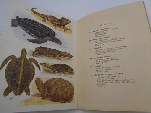 Anfibios Y Reptiles Fascículo I Apodos - Urodeles - Anuros - Rinocéfalos - Imagen 3 de 4