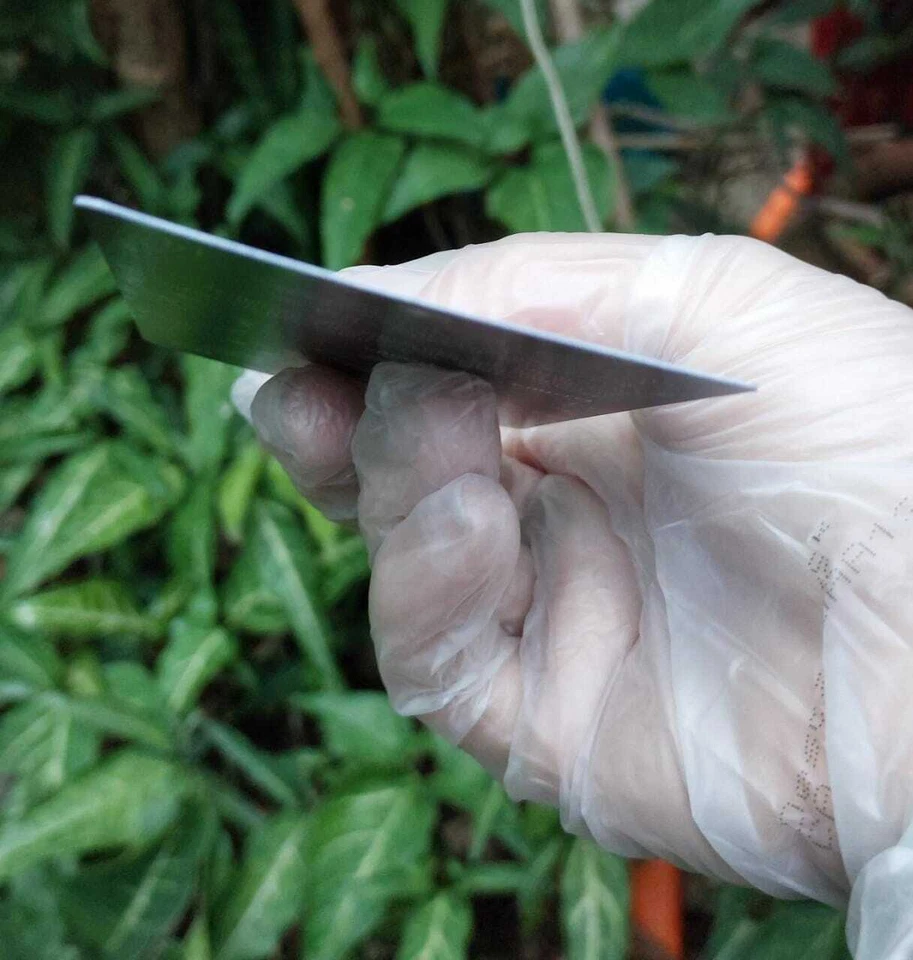 Gala Greeters Foil PT Portuguese RARE MTG #458 Streets of New Capenna NM - Image 4 of 4