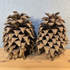 Lot of 2 Giant Coulter Pine Cones 7" - 8"