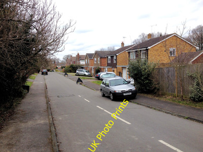 Foto 6x4 Ascherschilf, Langton Green Denny Bottom c2016
