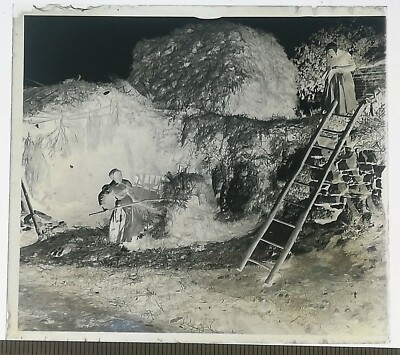 UA120 Glasplatte Negativ BE um 1900 Bauerndorf Ernte