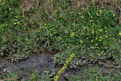 Photo 6x4 Saxlingham Green: Wash Lane, Lesser Celandines in profusion 2  c2016