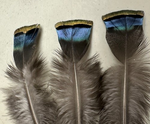 Six 3.75"/4.5" Ocellated Turkey Blue Flats Feathers Lot-SF 231 - Picture 3 of 3