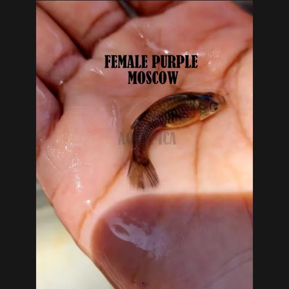 GUPPY FISH PURPLE MOSCOW - PAIR ( FEMALE+MALE) - Image 3 of 4