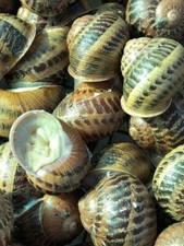 Lumache Di Terra Da Gastronomia Vive E Già Spurgate - Helix Aspersa Muller 1 Kg