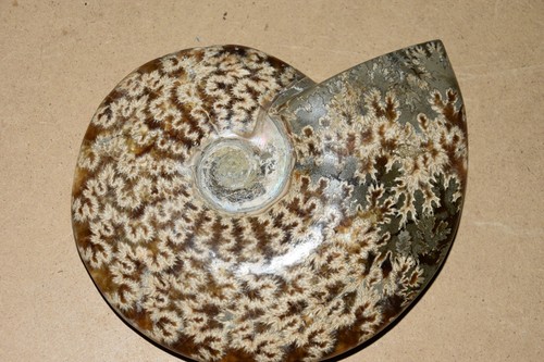 RARE très grande ammonite Aioloceras besairiei  albien de Mahajanga Madagascar - Bild 1 von 5