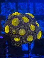 CE- WYSIWYG Kind Midas Zoa Zoanthid Frag Live Coral LPS SPS #R1GF3