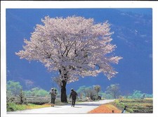 QSL Radio Japan NHK World Tokyo 2006 colori primaverili Shizuoka Prefettura DX SWL