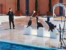 8mm Film Marineland of the Pacific 1960s Home Movie Seal Show Dolphin Fire