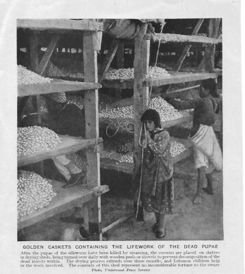 GOLDEN CASKETS LIFEWORK DEAD PUPAE SILKWORM LEBANON c 1920  ILLUSTRATION