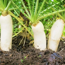 Daikon Radish Seeds - 300+ Count - For 2025 Planting Japanese Winter White
