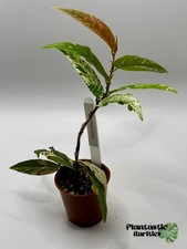 Ficus ?Pink Variegata? Sagittata ??RARE?? aroid Tropical House Plant