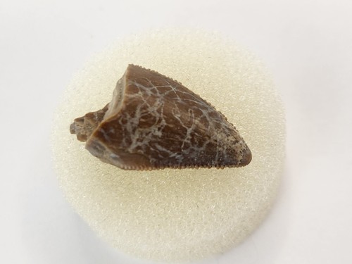 Majungasaurus 0.82" Theropod Tooth Fossil - Maevarano Fm - Berivotra, Madagascar - Picture 8 of 16