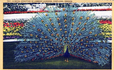 Portland Oregon Royal Strutter in Lambert Gardens Peacock Postcard