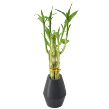 Arcadia Garden Products 5-Stem Lucky Bamboo Live Indoor Plant in Dimension II