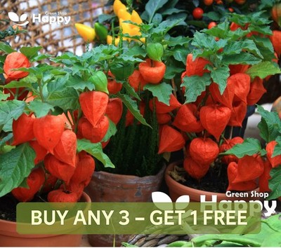VEGETABLE SEEDS CAPE GOOSEBERRY - 350 SEEDS - UCHUVA FRUIT - Physalis  peruviana | eBay