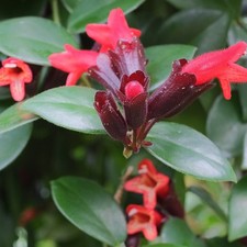 Aeschynanthus 'Mona Lisa' Lipstick Plant - Indoor Plant in 12cm Pot