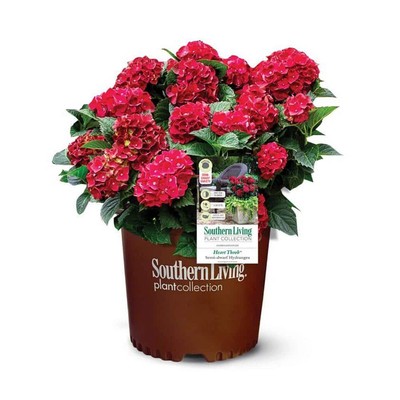 2.5 Qt. Heart Throb Hydrangea Shrub, Live Blooming Plant With Cherry Red Flowers
