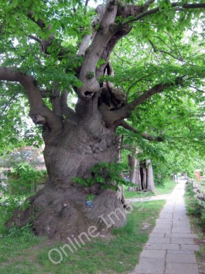 Photo 6x4 Sweet Chestnut (Castanea sativa) Golden Cross/TQ6310 A row of  c2011
