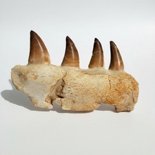 Mosasaur Jaw Fragment with Teeth Fossil – Marine Reptile Cretaceous Specimen