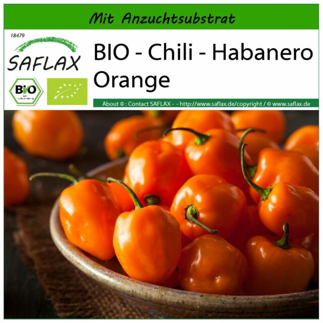 SAFLAX - BIO - Chili - Habanero Orange - Capsicum - 20 Samen - Mit Substrat