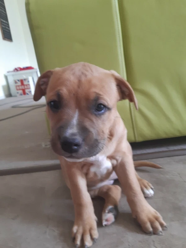 australian bulldog x staffy