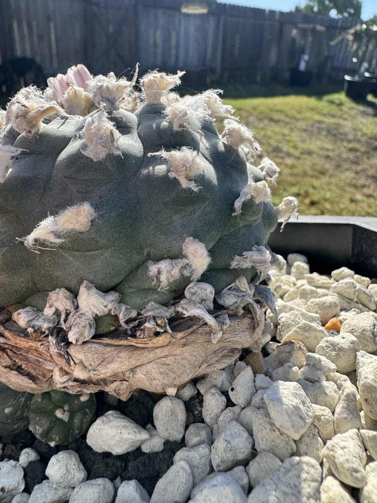 Astrophytum Aztekium Large Mother Plant self fertile texana cactus seed ...