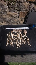Mystery Bundle Of  Small Animal Bones Curio Craft Art Wiccan Badger/Hare/Lamb?