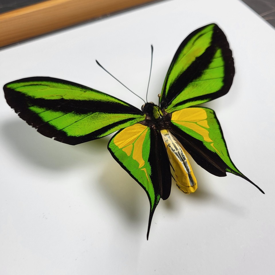 Ornithoptera paradisea borchi male AMAZING BIG SPECIMEN eBay