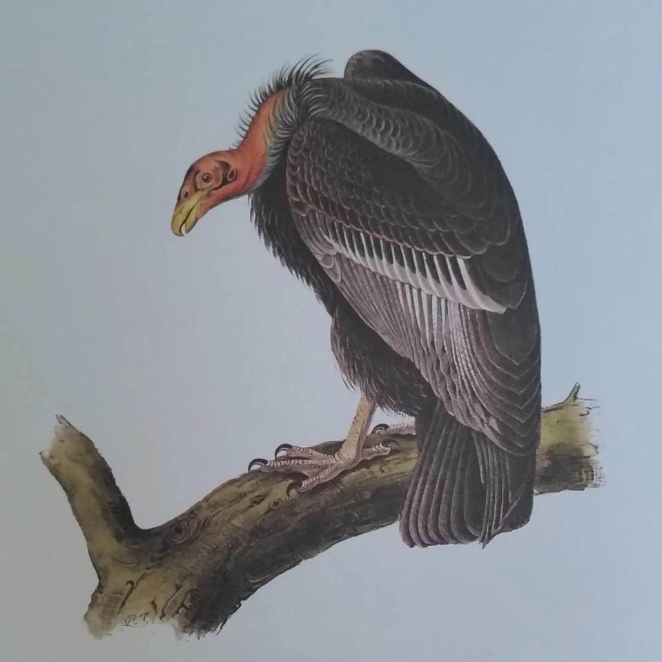 Audubon Octavo 1ª Edición Pl. Impresión de 1 placa de libro de buitre pavo californiano Foto 2 de 2
