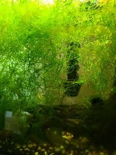 Live Aquarium Plant - Guppy grass Najas guadalupensis full snack size zip bag