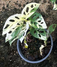 Rooted in moss - Monstera Cheese plant Adansonii 'albo' - Get similar