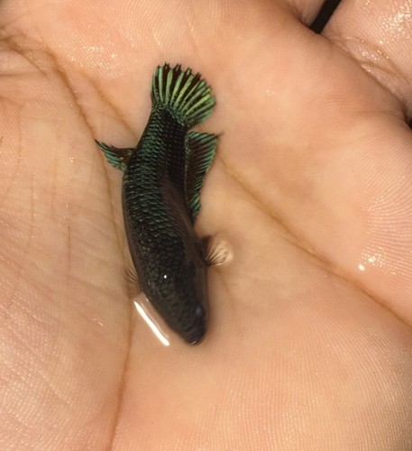 Betta Female- Pitbull USA Seller - Picture 2 of 4
