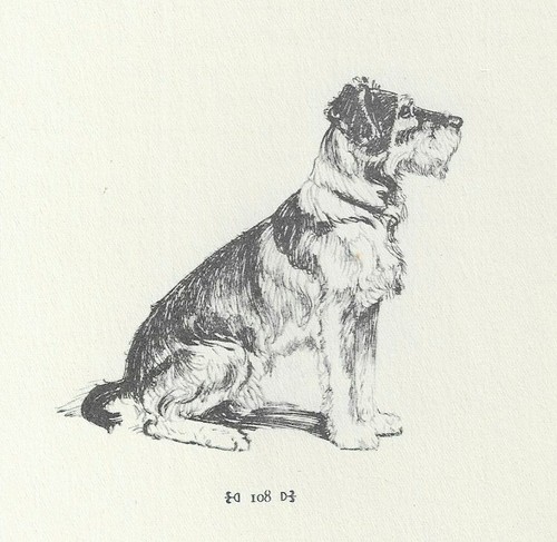 Schnauzer "Sitting" - CUSTOM MATTED - Vintage Dog Art Print - 1932 D. Thorne