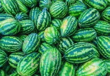 Congo Watermelon Seeds 20 Ct Fruit USA 35-50 lbs NON-GMO FREE SHIPPING SWEET