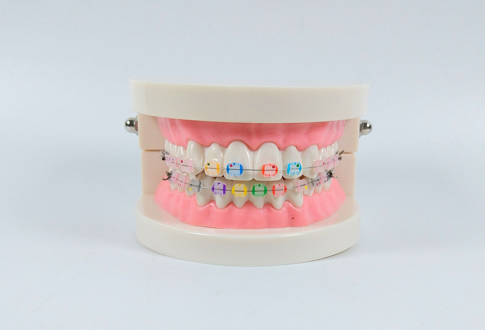 Orthodontic Dental Study Model Typodont Demonstration Bracket Tube Arch