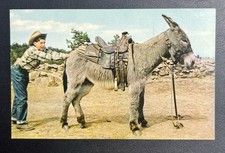 1960 The Lazy Burro Stubborn Stupid Donkey Bo...