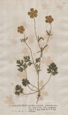 Ranunculus bulbosus cockfoot nature self print nature printing Kniphof 1757