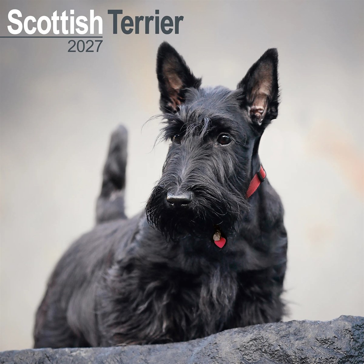 Scottish Terrier Calendar 2027 - Image 5