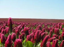 CRIMSON CLOVER SEED For Deer Food Plot Pastures Hay Silage Bees Reseeding Clover