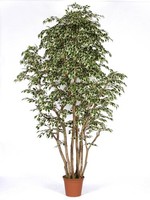 Artplants Kunststoff Ficus Benjamini Mimitigo, EchtstäMme, GrüN-Weiß, 250Cm