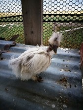 10 Showgirl Naked Neck x Silkie Chicken Fertile Hatching Eggs