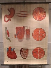 Szkolna karta ścienna tablica dydaktyczna rolka BUDOWA MUSKULATURY, Niemcy Muzeum Higieny Drezno
